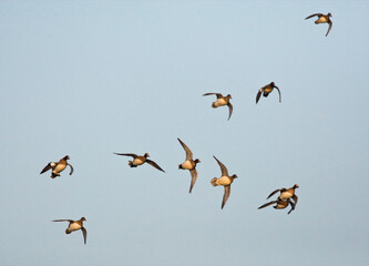 Smient, Eurasian Wigeon, Anas penelope
