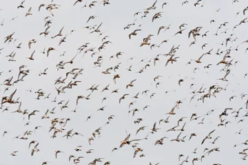 Fotobehang Groep vogels  Bird flock © Marc