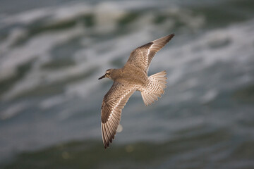 Kanoet, Red Knot, Calidris canutus
