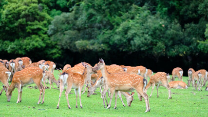 group of deer in green field,Nara,Japan