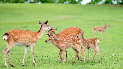 deer in garden of shrine 