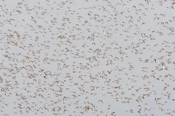 Fotobehang Groep vogels  Bird flock © Marc