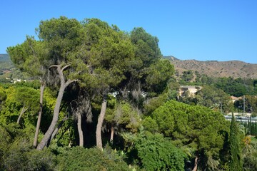 Pinos en la Finca de la Concepción, Málaga