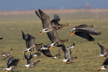 White-fronted Goose, Kolgans, Anser albifrons