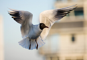 Black-headed Gull, Kokmeeuw, Larus ridibundus
