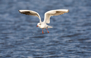 Kokmeeuw, Common Black-headed Gull, Chroicocephalus ridibundus