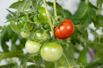 Growing tomatoes from seeds, step by step. Step 13 - ripe tomatoes