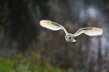 Kerkuil, Barn Owl, Tyto alba