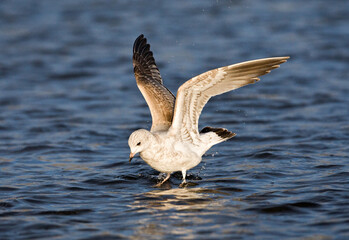 Stormmeeuw, Mew Gull, Larus Canus