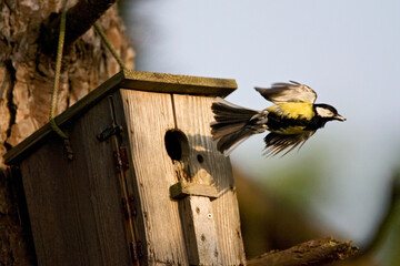 Koolmees, Great Tit, Parus major
