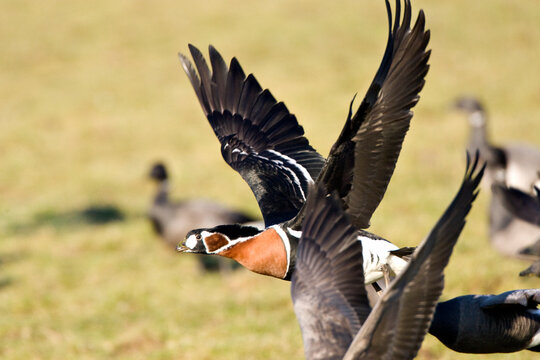 Roodhalsgans, Red-breasted Goose, Branta ruficollis