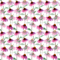 Seamlesss pattern with herb flower Coneflower, Echinacea. Watercolor illustration isolated on white