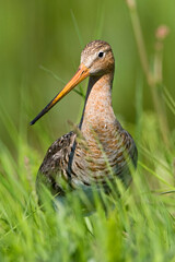 Grutto, Black-tailed Godwit, Limosa limosa