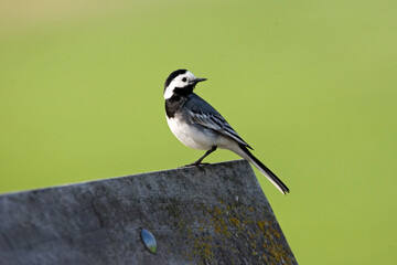 Witte Kwikstaart, White Wagtail, Motacilla alba