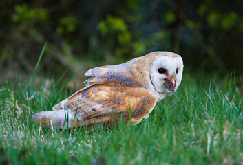 Kerkuil, Barn Owl, Tyto alba