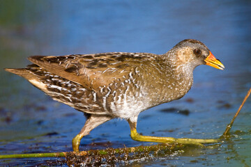 Porseleinhoen, Spotted Crake, Porzana porzana