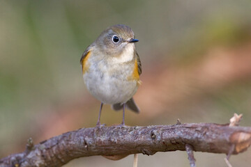 Red-flanked Bluetail, Blauwstaart, Luscinia cyanura