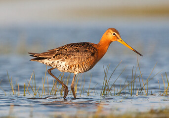 Grutto, Black-tailed Godwit, Limosa limosa