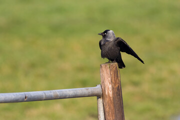 Common Jackdaw, Kauw, Corvus monedula spermologus
