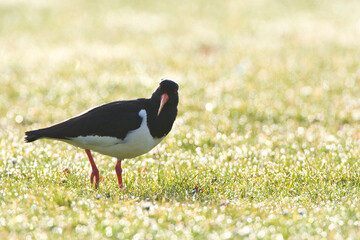 Scholekster, Eurasian Oystercatcher, Himantopus ostralegus