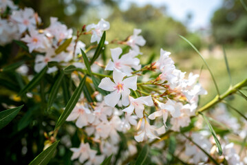 White oleander flowers (Nerium Oleander). Colorful Bright Flower in Roman Bath Garden in Carthage,...