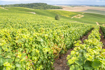 Champagne vineyards, France