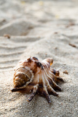 Sea Shells on the sand