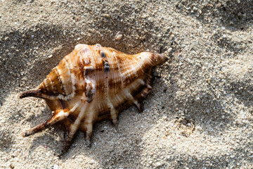 Sea Shells on the sand