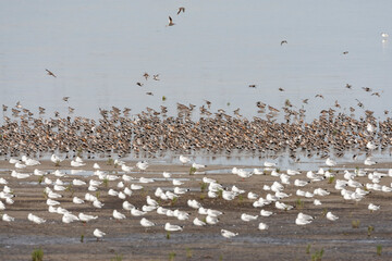 Vogels op Waddenzee, Birds at Wadden Sea