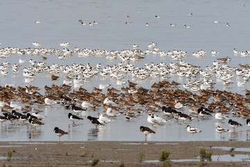 Vogels op Waddenzee, Birds at Wadden Sea