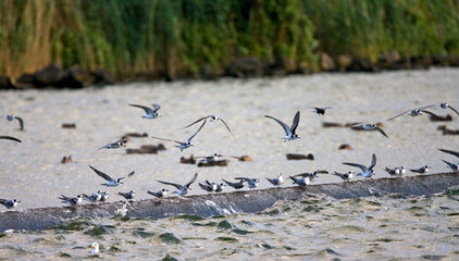 Black Tern, Zwarte Stern, Chlidonias niger