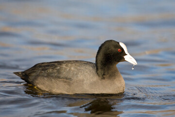 Meerkoet, Eurasian Coot, Fulica atra