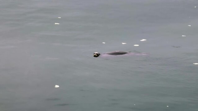A sea otter swimming in the ocean on a sunny day.