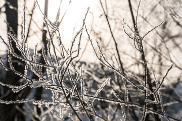 Sun shining through trees