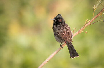 Red vented bulbul. red-vented bulbul is a member of the bulbul family of passerines. It is a resident breeder across the Indian subcontinent, including Sri Lanka extending east to Burma.