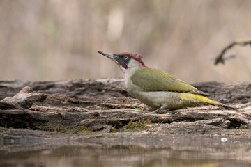 Green Woodpecker drinking and taking a mud bath.