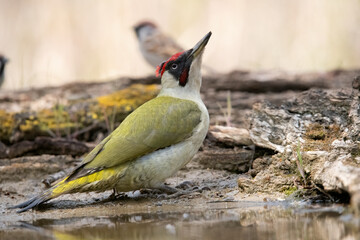 Green Woodpecker drinking and taking a mud bath.