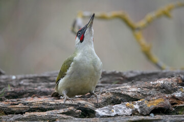 Green Woodpecker drinking and taking a mud bath.