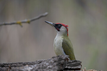 Green Woodpecker drinking and taking a mud bath.