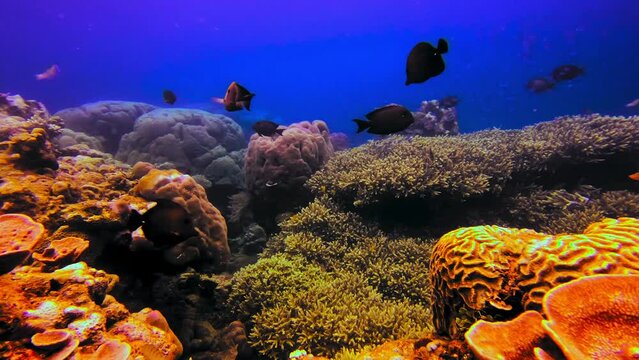 Underwater static view of tropical fishes swimming in healthy coral reef