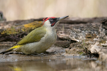 Green Woodpecker drinking and taking a mud bath.