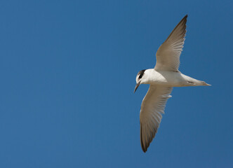 Little Tern, Sternula albifrons