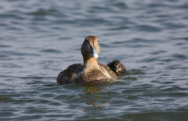 Common Eider, Eider, Somateria mollissima