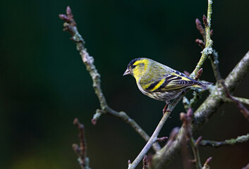 Eurasian Siskin, Sijs, Carduelis spinus
