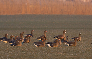 White-fronted Goose, Kolgans, Anser albifrons