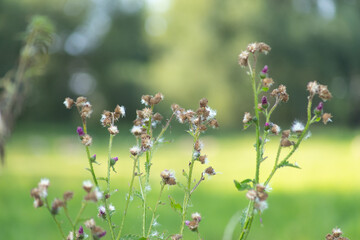 A close up of a flower and blur green in background