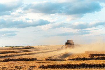 Fototapeta premium Wheat harvesting in the summer season by a modern combine harvester. Farmers securing food supply and feeding the nation