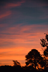 Fototapeta premium sunset in the forest