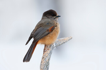 Taigagaai, Siberian Jay, Perisoreus infaustus