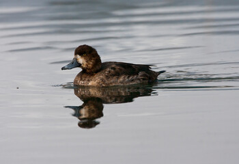 Topper, Greater scaup, Aythya marila